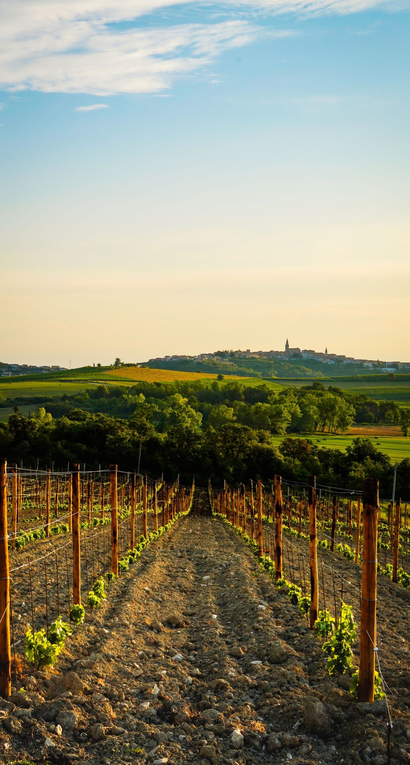 Filari di vigne in collina