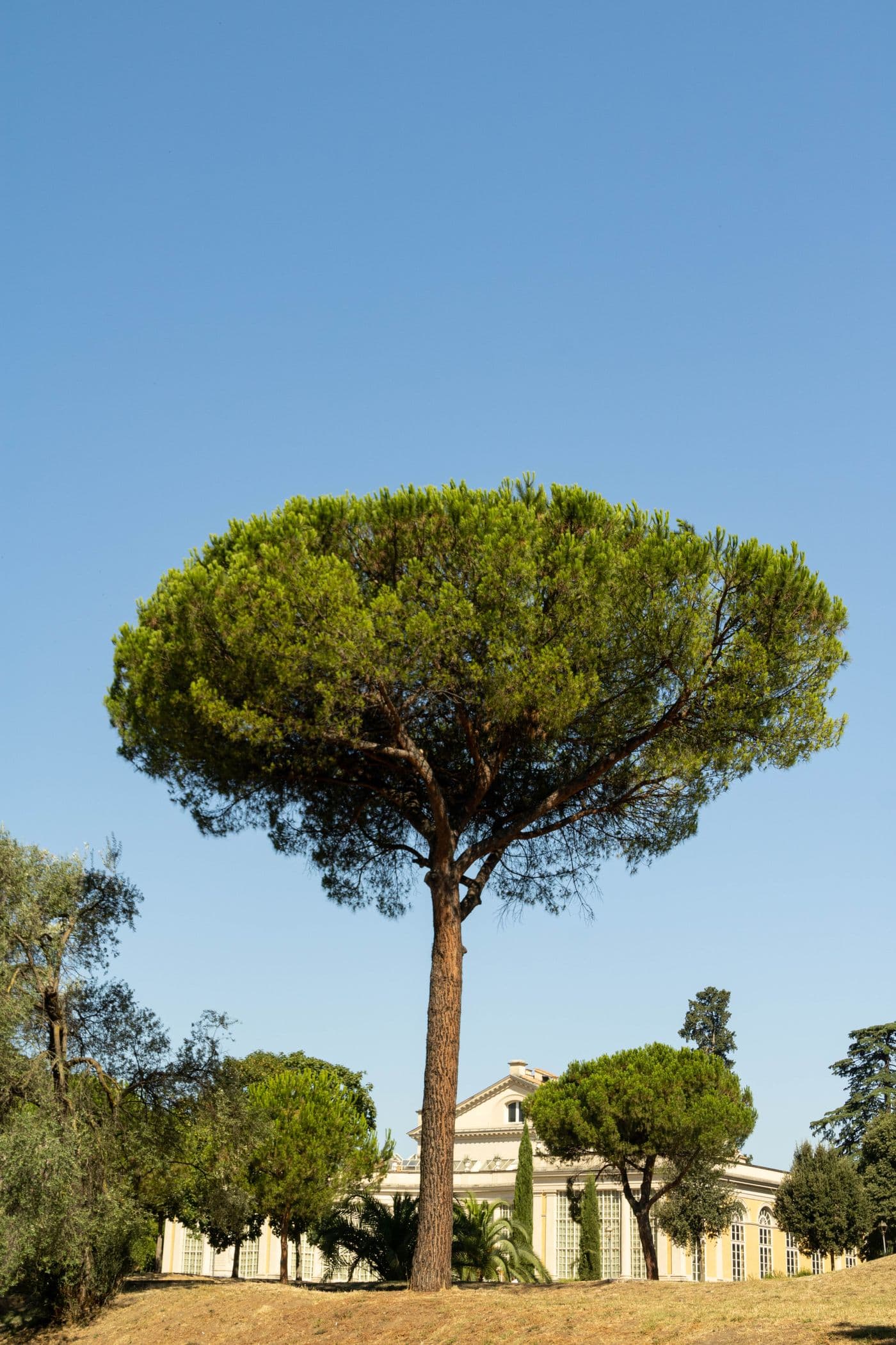 Un pino domestico contro il cielo azzurro