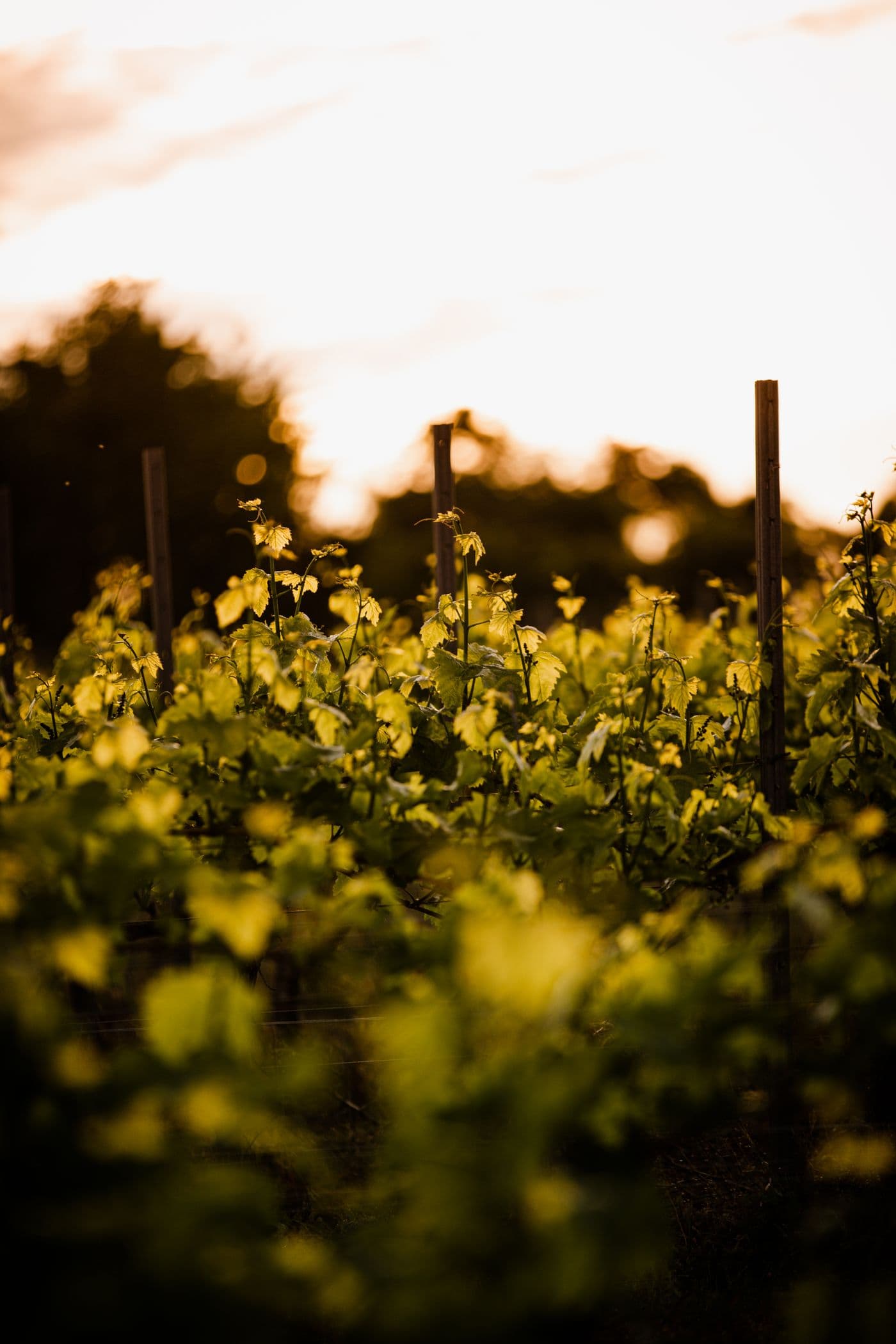 Vigne illuminate dal sole del tramonto
